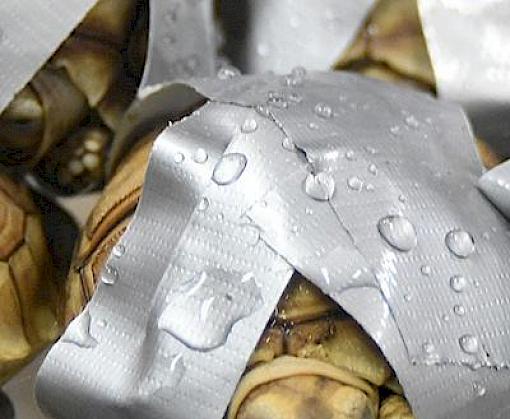 Philippines makes its largest tortoise and freshwater turtle seizure on World Wildlife Day