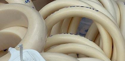 TRAFFIC kicks off new consumer initiative against ivory consumption in Viet Nam