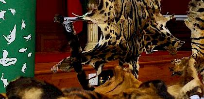 Malaysia jails two Vietnamese nationals for illegal possession of tigers, leopards, and bears