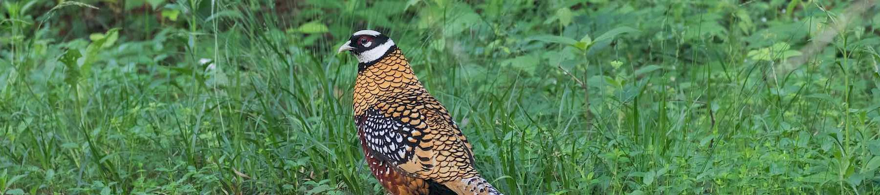 Reeve's Pheasant is proposed for an Appendix II listing © Pete Morris/Birdwquest