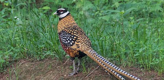 Reeve's Pheasant is proposed for an Appendix II listing © Pete Morris/Birdwquest