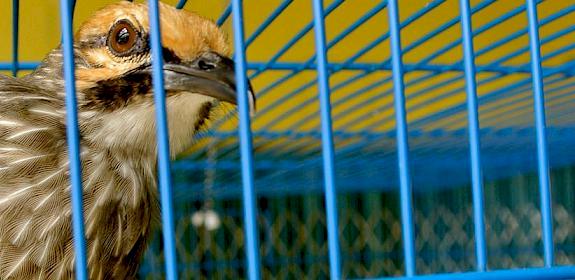 Straw-headed Bulbul: over-exploited for the songbird trade © TRAFFIC