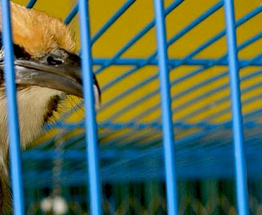 Experts meet to turn the tide on Asian songbird extinction crisis