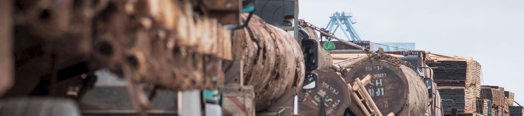 African logs awaiting export to Asia © Andrew Walmsley / TRAFFIC 