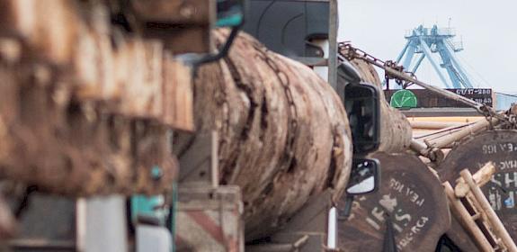 African logs awaiting export to Asia © Andrew Walmsley / TRAFFIC 