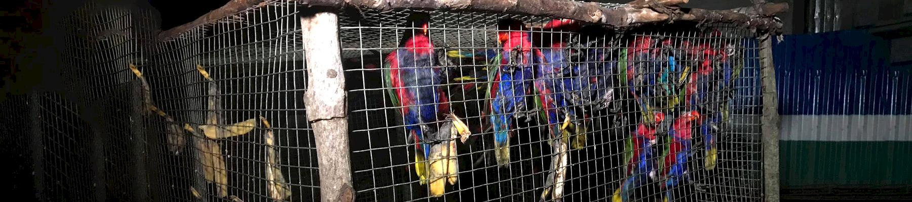 Black-capped Lories were among the sizeable haul of birds seized Photo courtesy BMB-DENR 