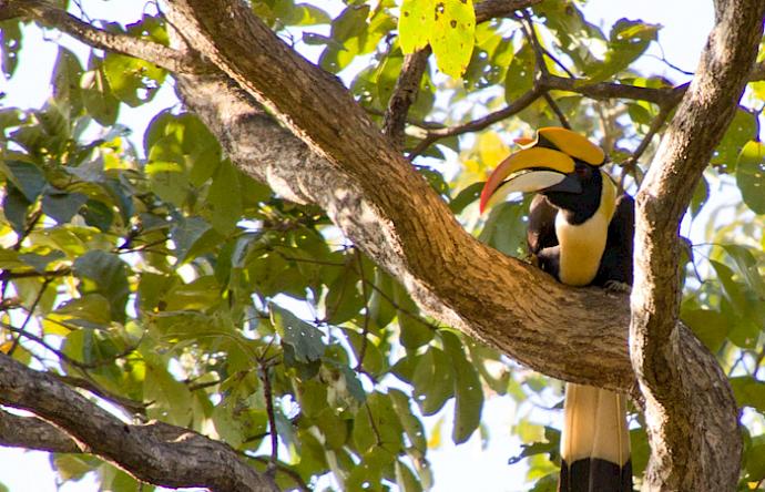 In India, a FairWild project is preserving the habitats of iconic Great Hornbill's by implementing a framework for the sustainable collection of bibhitaki fruit - from the trees in which they nest. Photo: Pukka Herbs