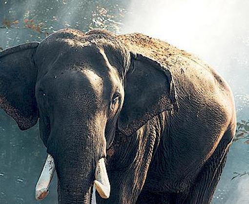 “Protect our Species” on #EarthDay2019