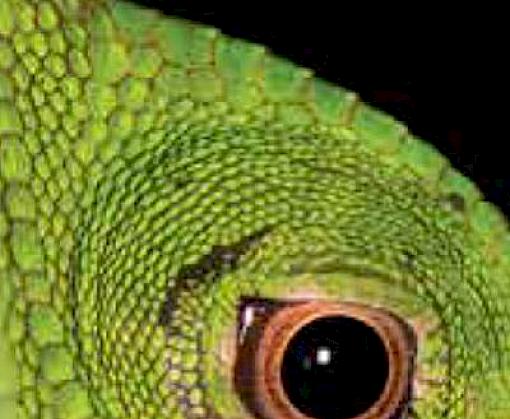 Benefits from wild medicinal plants, wildlife trade in Lao PDR, Saiga horn in Malaysia, Sri Lankan reptiles, ivory in Nigeria—all in the latest TRAFFIC Bulletin