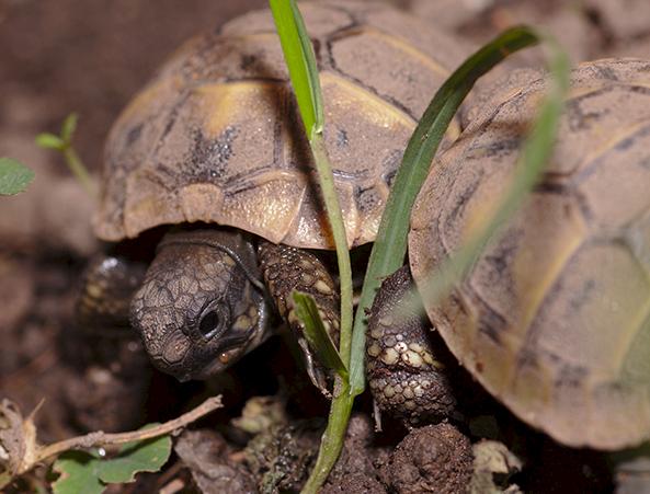 Hermann's Totoises Testudo hermanni are among the many reptiles trafficked for the exotic pet trade in and via the EU