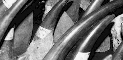 File photo of rhino horns © TRAFFIC 