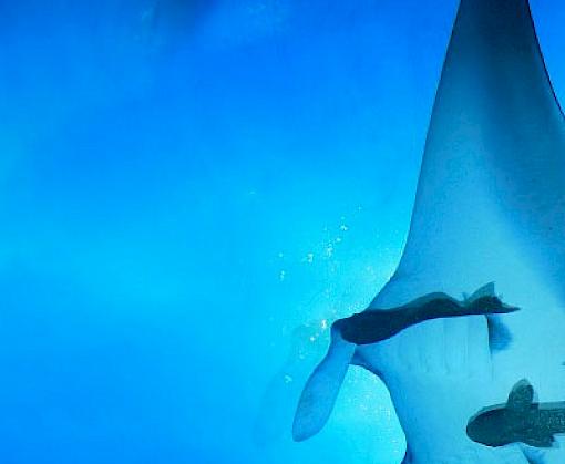 Shark and Ray Trade in Singapore