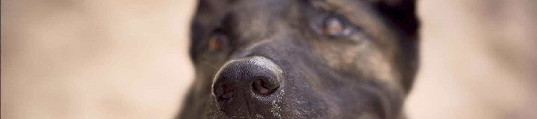 Wildlife sniffer dog © Juozas Cernius / WWF-UK 