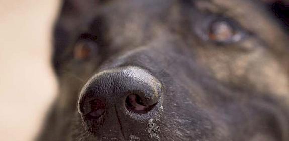 Wildlife sniffer dog © Juozas Cernius / WWF-UK 