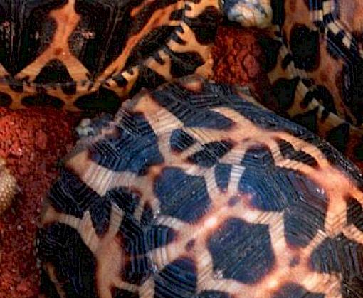 EU initiative to counter surging wildlife cybercrime