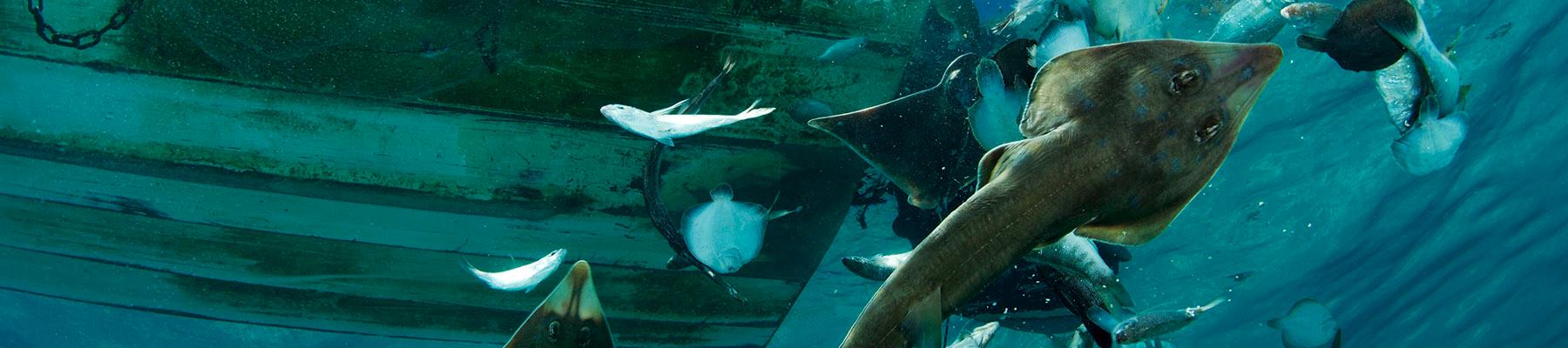 Guitarfish and other bycatch are tossed from a shrimp boat. Giant Guitarfish are among the most imperilled marine fish families in the world. Photo: Brian J. Skerry / National Geographic Stock / WWF