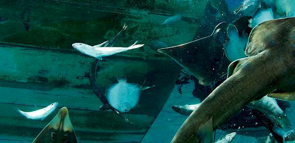 Guitarfish and other bycatch are tossed from a shrimp boat. Giant Guitarfish are among the most imperilled marine fish families in the world. Photo: Brian J. Skerry / National Geographic Stock / WWF