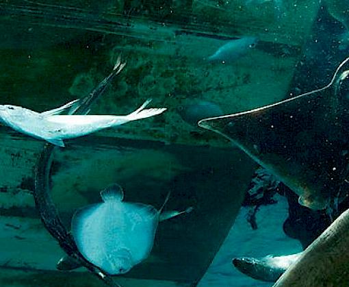 Latest IUCN Red List assessments include many species impacted by trade