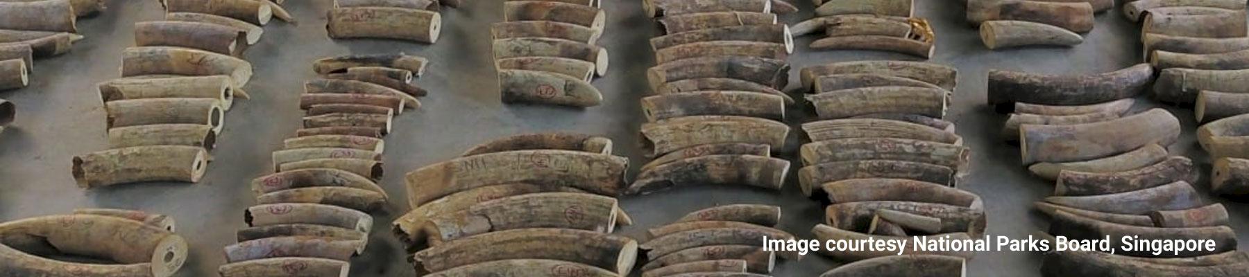 Some of the 8.8 tonnes of African elephant ivory seized in Singapore Image courtesy National Parks Board, Singapore