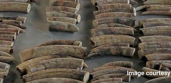 Some of the 8.8 tonnes of African elephant ivory seized in Singapore Image courtesy National Parks Board, Singapore