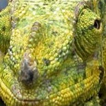 Reptiles & Amphibians