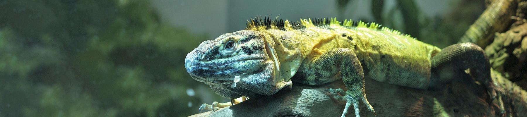 Mexican Spiny-tailed Iguana Ctenosaura pectinata, proposed for inclusion in Appendix II. Photo: Postdlf / CC BY-SA 3.0