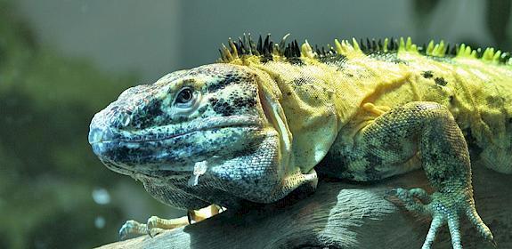 Mexican Spiny-tailed Iguana Ctenosaura pectinata, proposed for inclusion in Appendix II. Photo: Postdlf / CC BY-SA 3.0