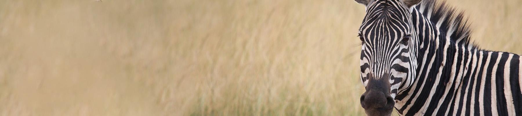 Plains Zebra, taken on a field visit in Rwanda during the workshop. Photo: RDB / Telesphore Ngoga