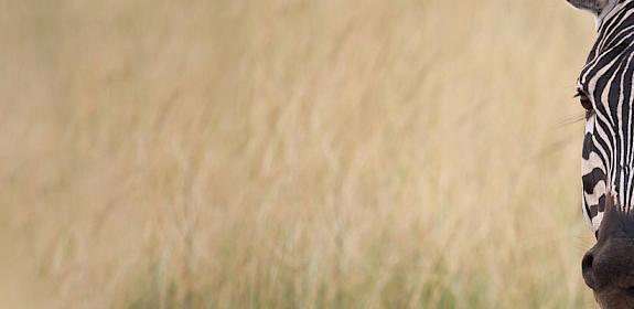 Plains Zebra, taken on a field visit in Rwanda during the workshop. Photo: RDB / Telesphore Ngoga