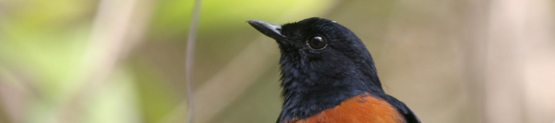 White-rumped Shama © James Eaton / Birdtour Asia