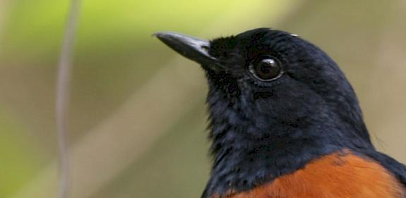 White-rumped Shama © James Eaton / Birdtour Asia