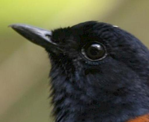 New statistics highlight trapping threat for international trade of Asia’s most popular songbird