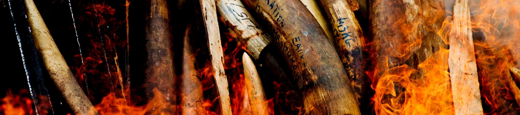 An ivory stockpile destruction in Gabon. Photo: WWF / James Morgan