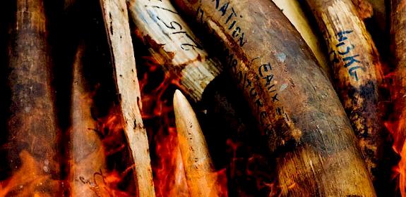 An ivory stockpile destruction in Gabon. Photo: WWF / James Morgan