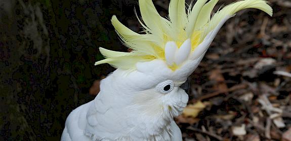 Yellow-crested Cockatoo Cacatua sulphurea. Photo: Auckland Zoo