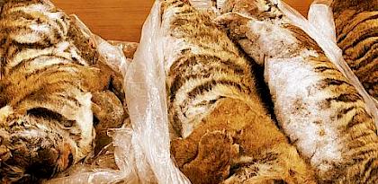Skin and bones: Unresolved