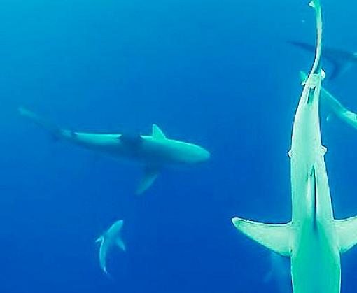 CITES at sea