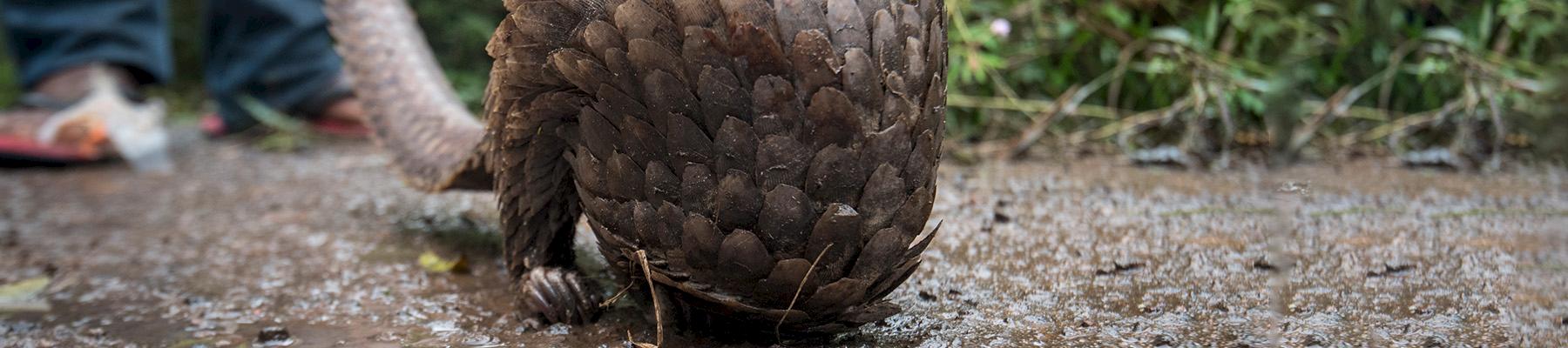 A live pangolin for sale in a market near Douala, Cameroon. Photo: TRAFFIC / A. Walmsley
