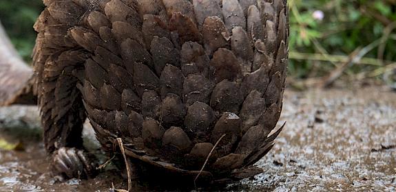 A live pangolin for sale in a market near Douala, Cameroon. Photo: TRAFFIC / A. Walmsley