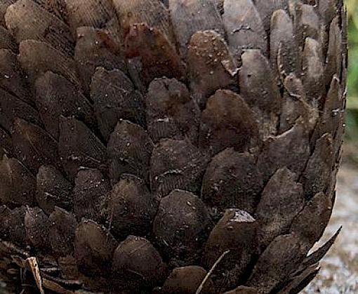 Cameroon government and partners decide on collaborative steps for pangolin conservation