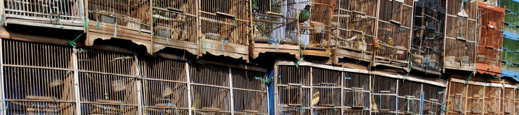 Rows of songbirds in cages for sale © Mikelane45 / Dreamstime.com 