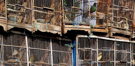 Rows of songbirds in cages for sale © Mikelane45 / Dreamstime.com 