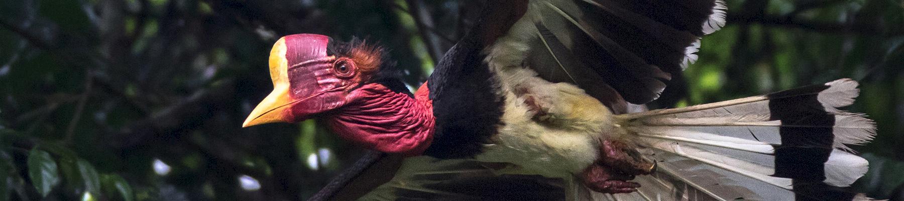 Helmeted hornbill Rhinoplax vigil. Photo: AFP