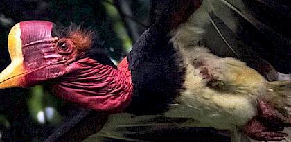 Trading Faces: Online trade of helmeted and other hornbill species on Facebook in Thailand