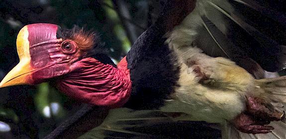 Helmeted hornbill Rhinoplax vigil. Photo: AFP