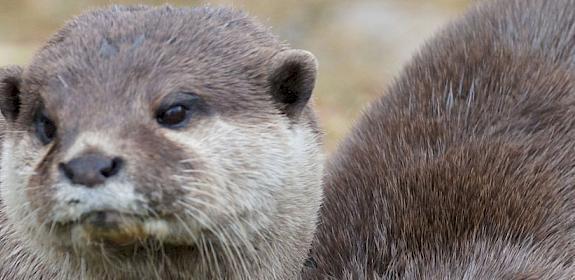 Asian Small-clawed Otter - now listed in CITES Appendix I. Photo used under CC BY-NC 2.0