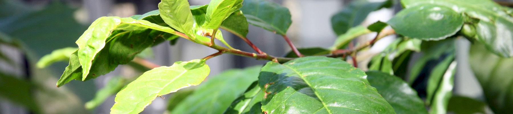 The African Cherry of Prunus africana has a wide range of medicinal uses © David J. Stang [CC BY-SA 4.0] 