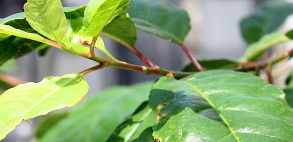 The African Cherry of Prunus africana has a wide range of medicinal uses © David J. Stang [CC BY-SA 4.0] 