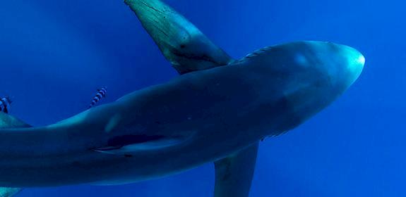 Blue shark Prionace glauca swimming near Cabo San Lucas, Baja California Peninsula, Baja California Sur, Mexico. Photo: Joost van Uffelen / WWF