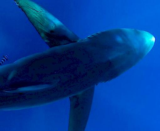 An overview of major shark and ray catchers, traders, and species